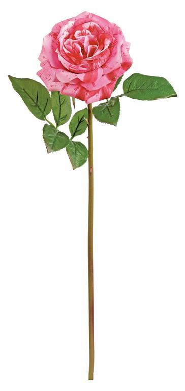 English Rose, 22"