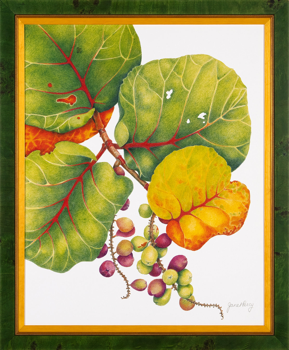 Janet Percy, Bay Grapes