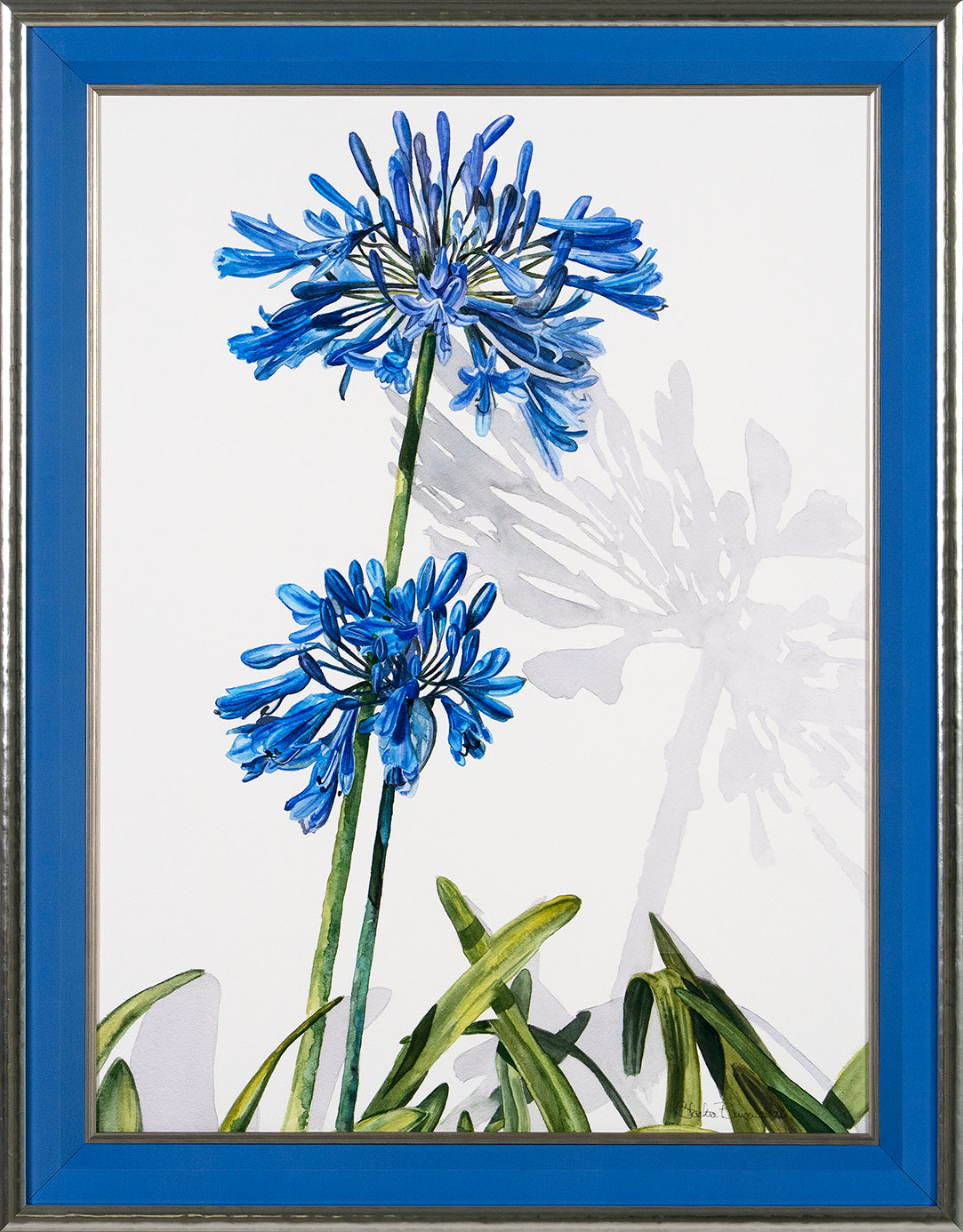 Stachia Burger, Agapanthus with Shadow