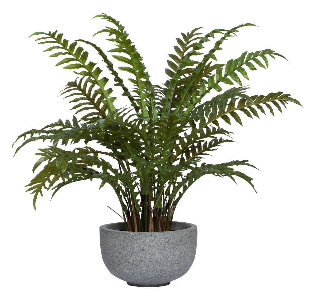 Fern in Grey Bowl