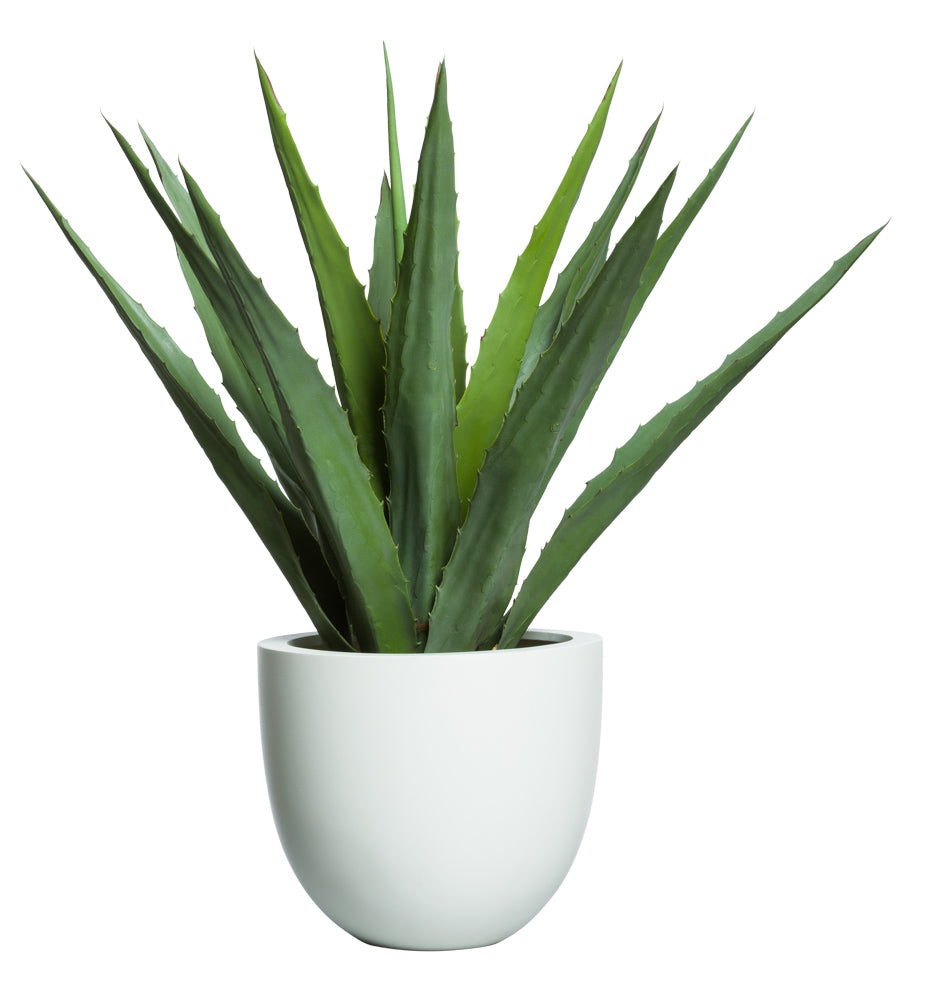 Aloe in Round Wht Pot