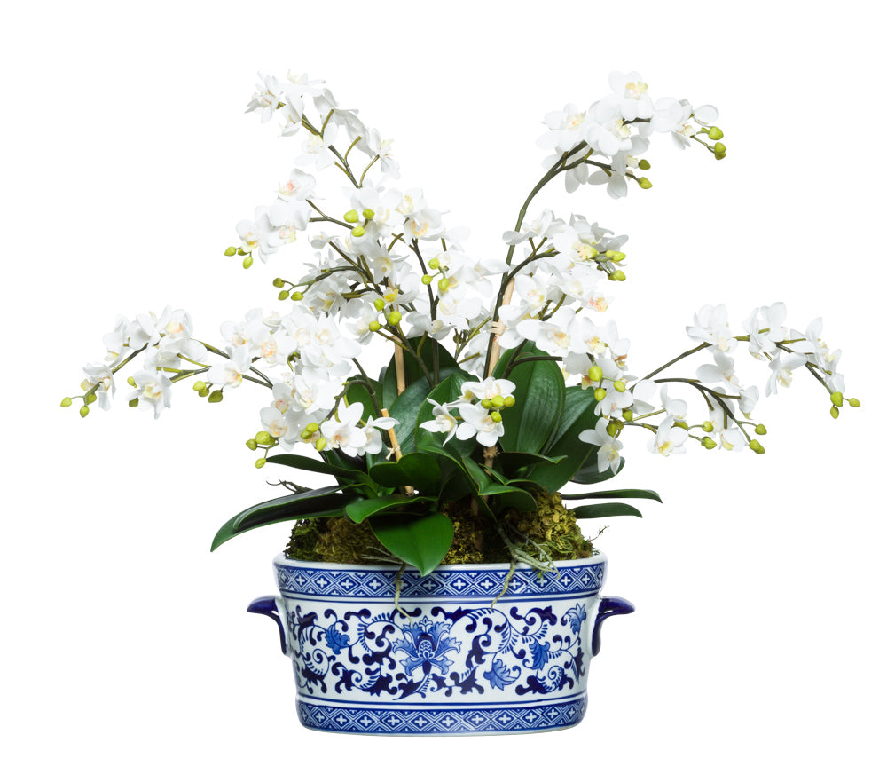 White Phal in Blue/Wht Pot