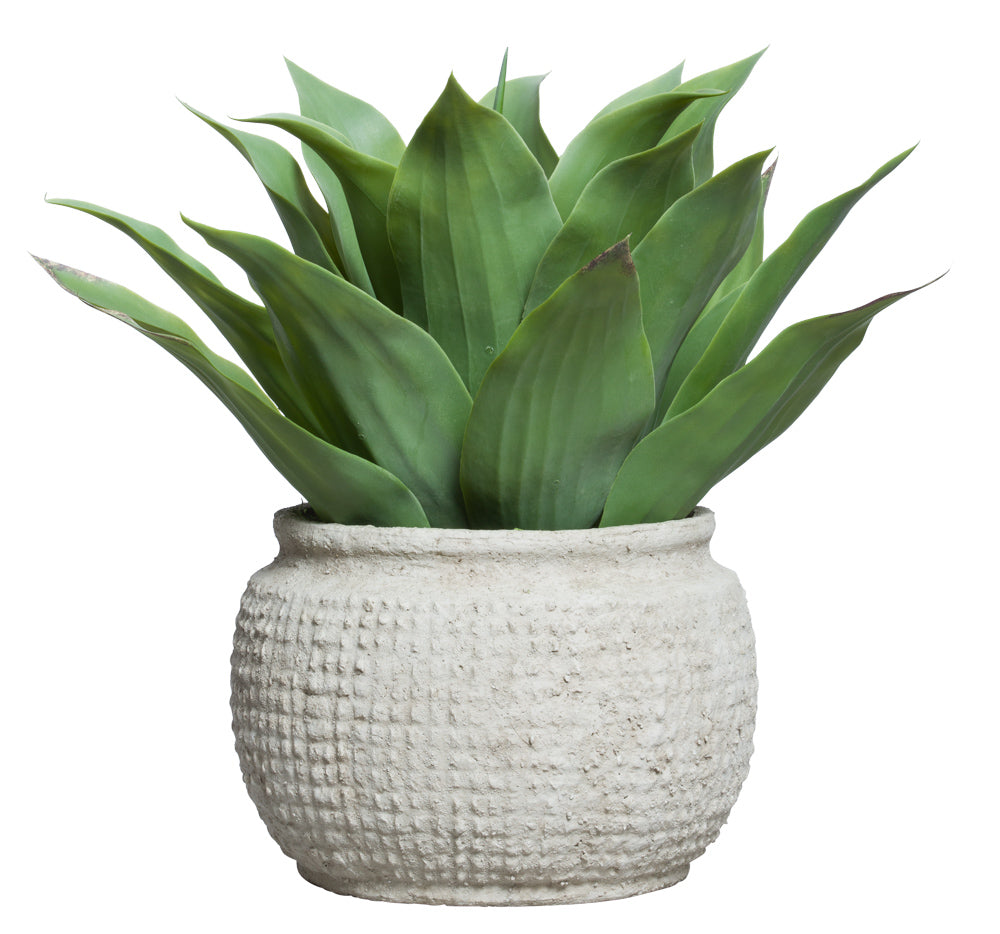 Large Agave in Textured Pot