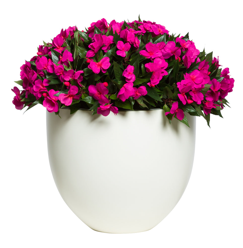 Fuschia Impatient, Med Wht Pot