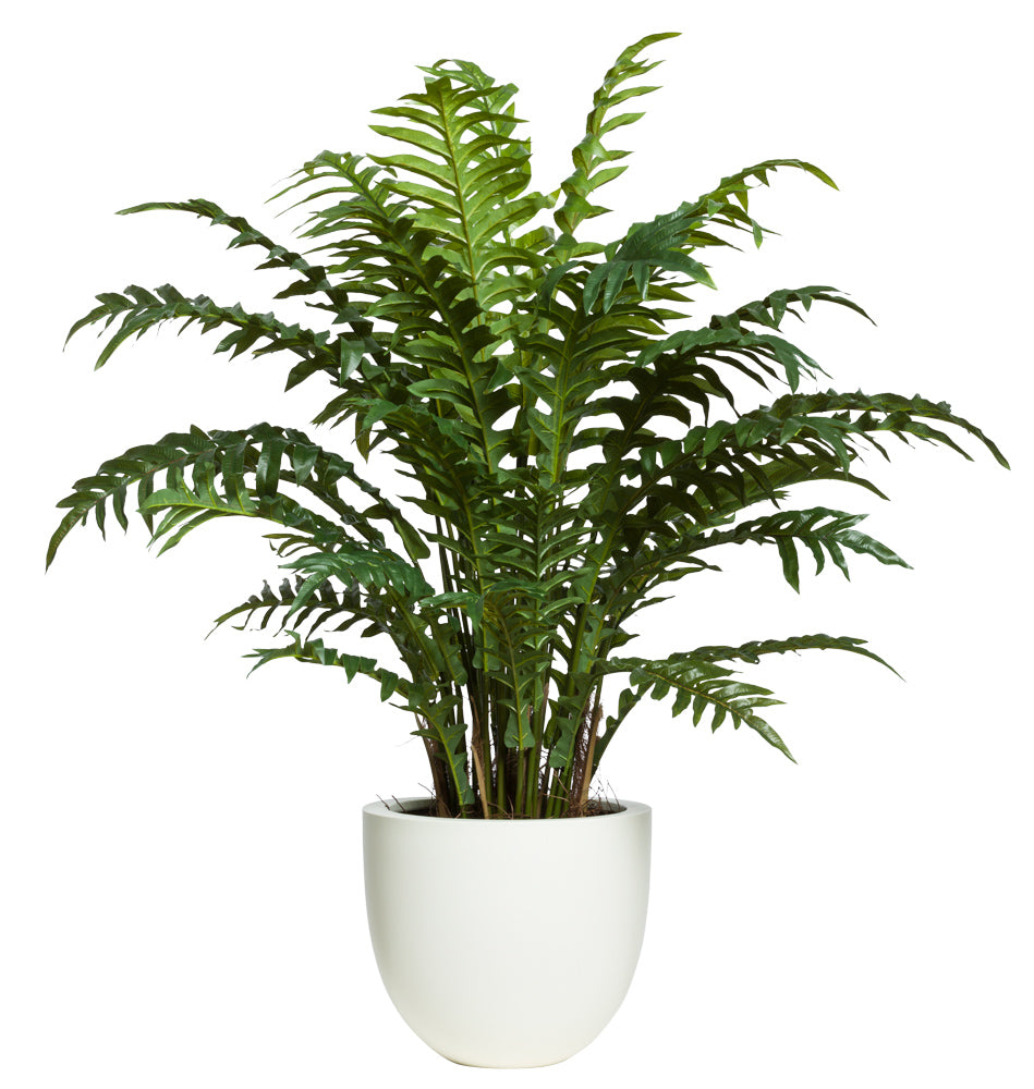 Large Fern In Small White Pot