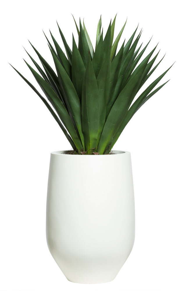 Agave in Tall Sandstone Pot