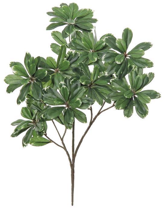 17" Pittosporum Branch - Green