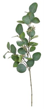 30" Eucalyptus, BlueGreen