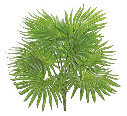 17" Fountain Palm Plant -Green