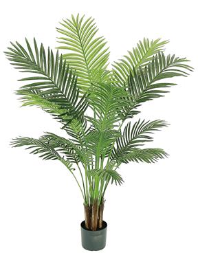 4.5' Areca Palm in Pot
