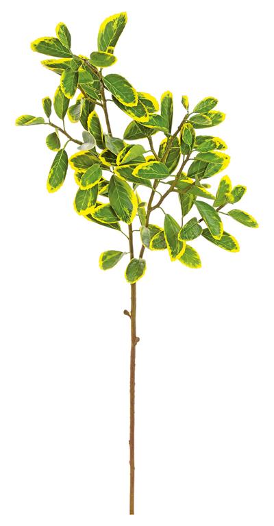 Jap. Euonymus Leaf, 38"/Green