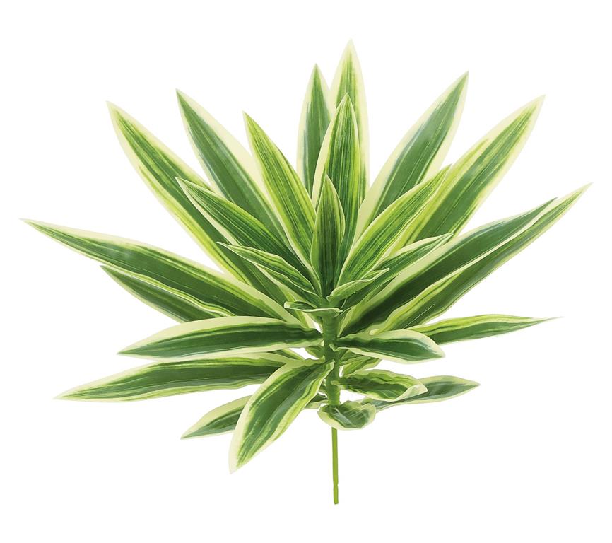 Dracaena 'Song/Jamaica
