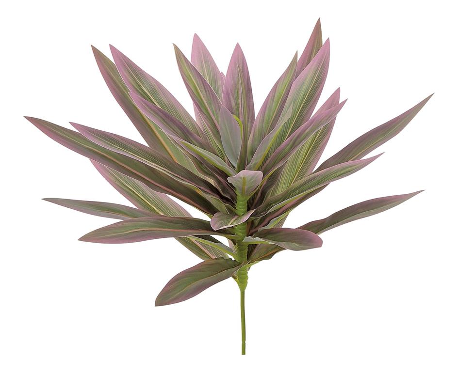 Dracaena 'Song/Jamaica