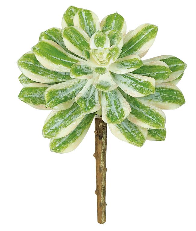 Dracaena 'Song/Jamaica