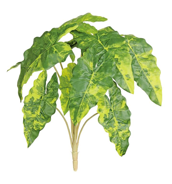 Colocasia Bush, 18" Grn/Yellow