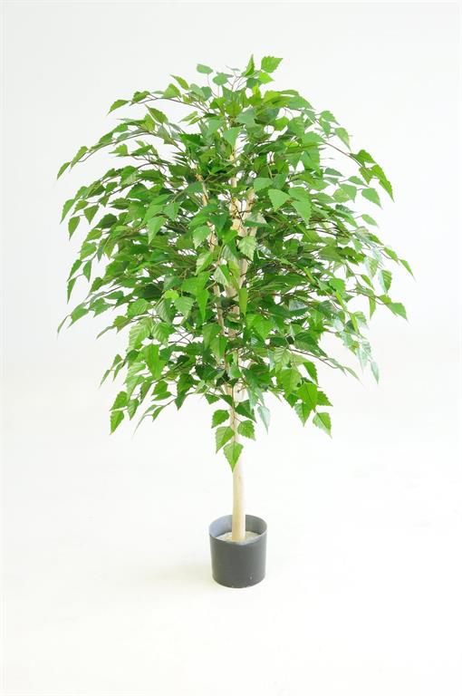 Silver Birch Tree in Pot, 6'
