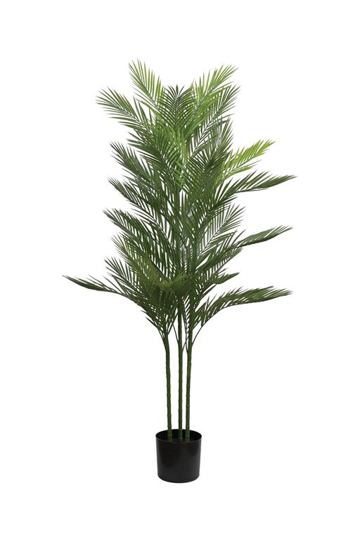 Mini Palm Tree in Pot, 5' Grn