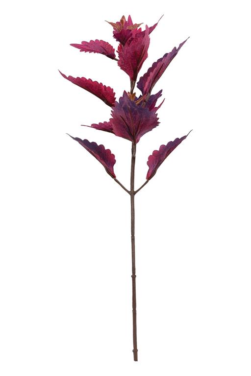 Coleus Pick, 18"