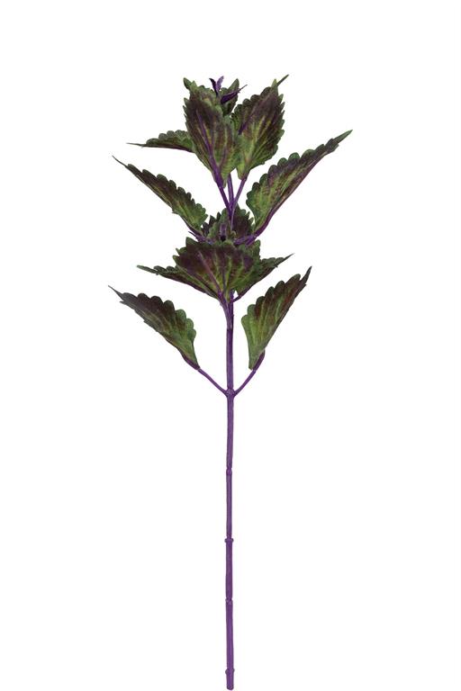 Coleus Pick, 18"