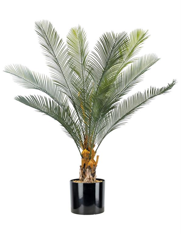 Cycas in Pot, 11Leaf/38"/Green