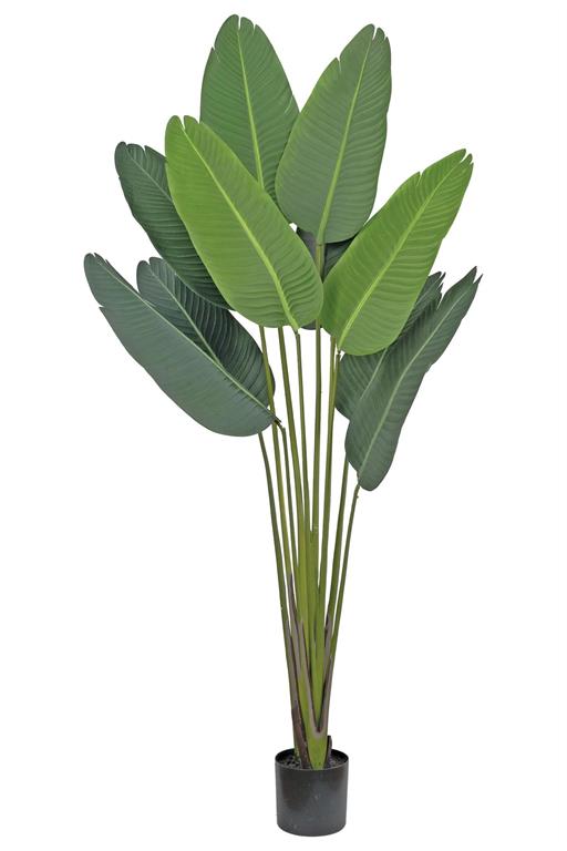 Banana Tree in Pot, 80"/Green