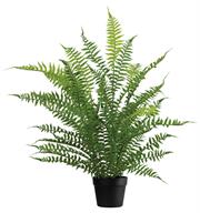 37" Potted Boston Fern