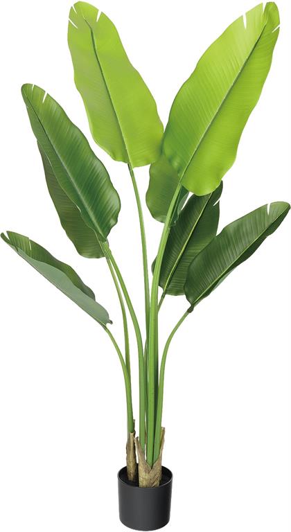 Banana Tree x8 in Pot , 4.9'