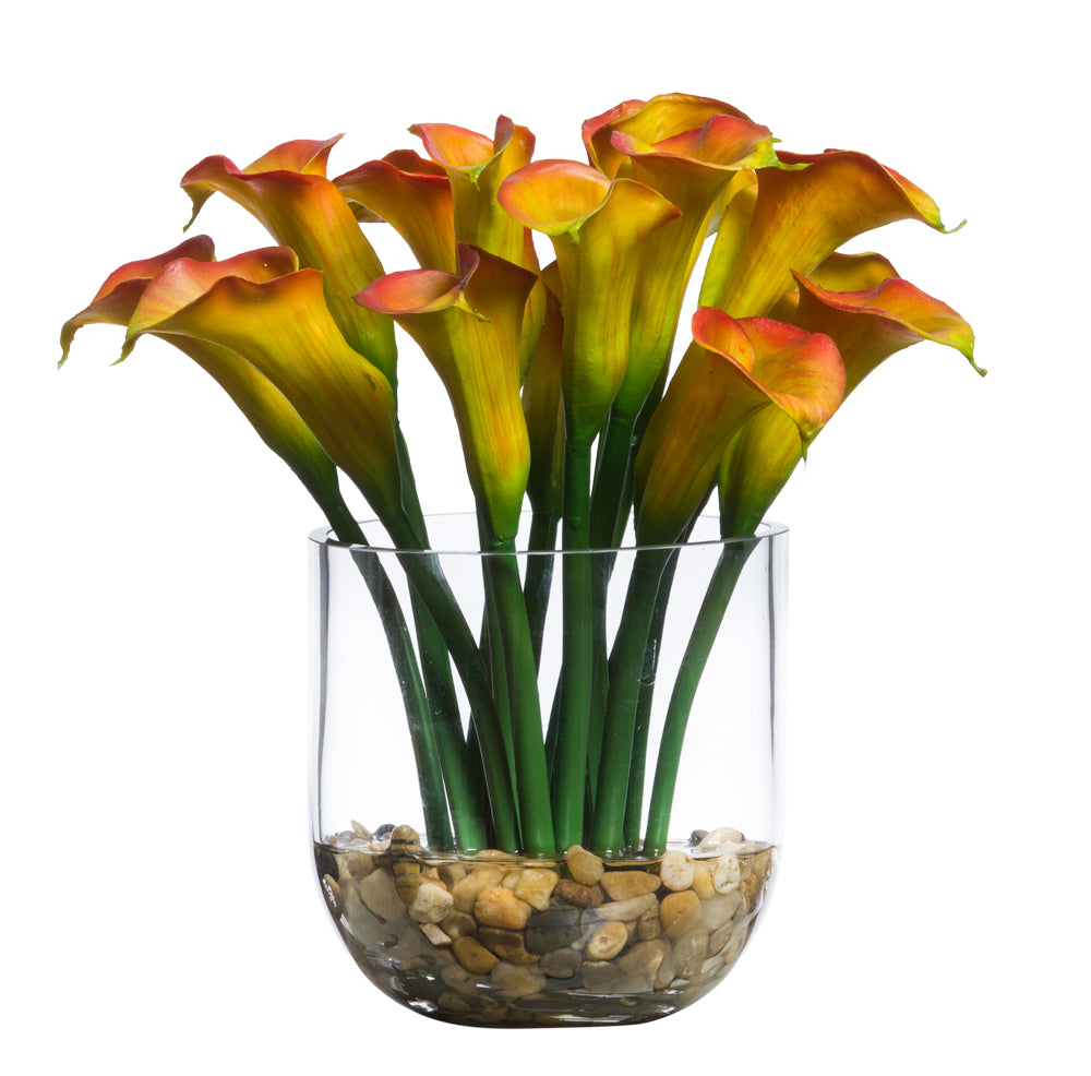 Mini Calla Lily Waterlike