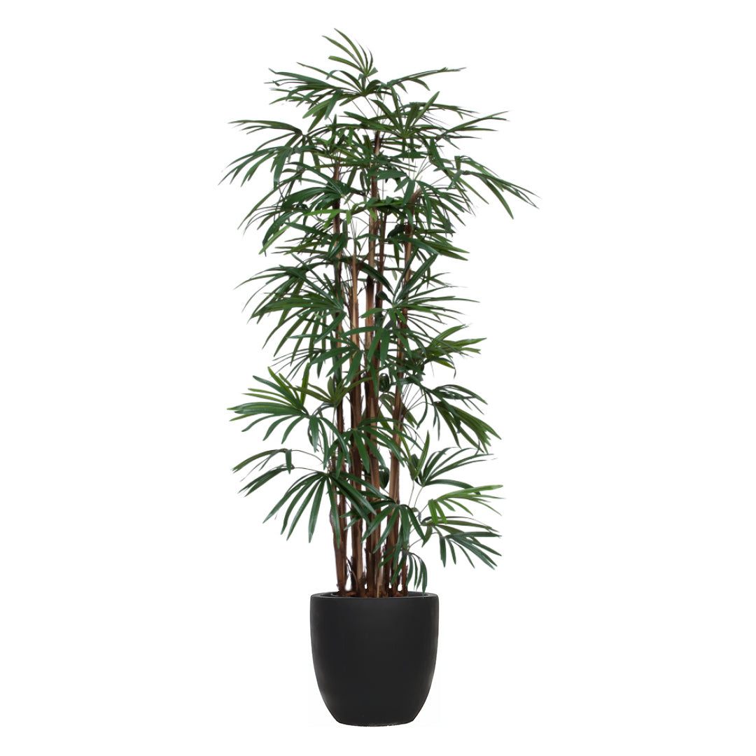 Palm Lady Finger, 6'/Black Pot