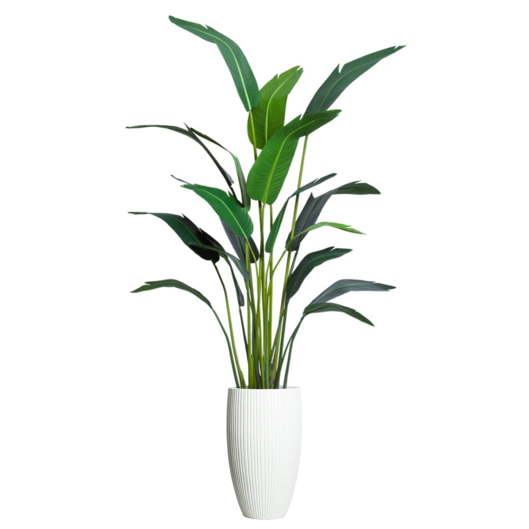 8' Palm Traveler, Wht/Rib Pot