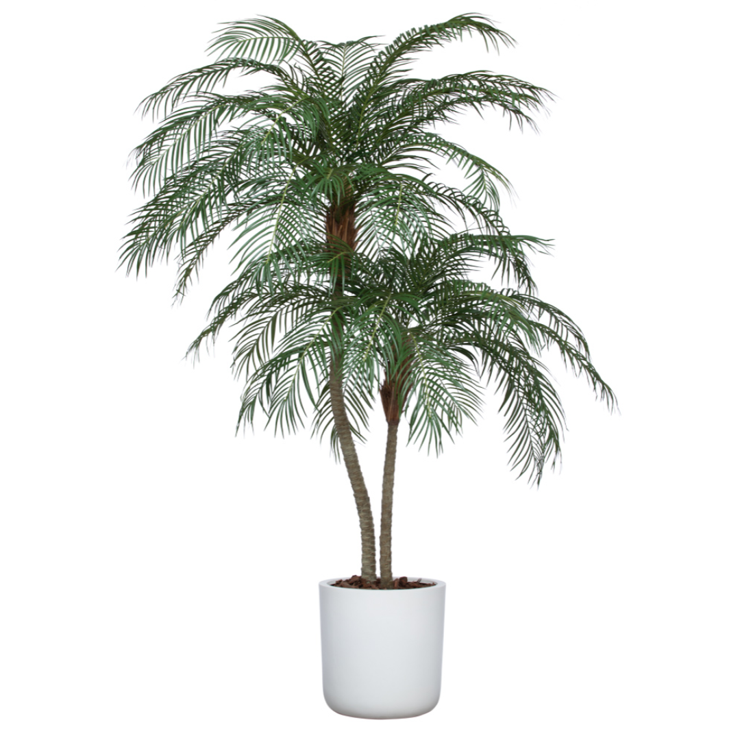 Palm Phoenix UV, 8'/White Pot