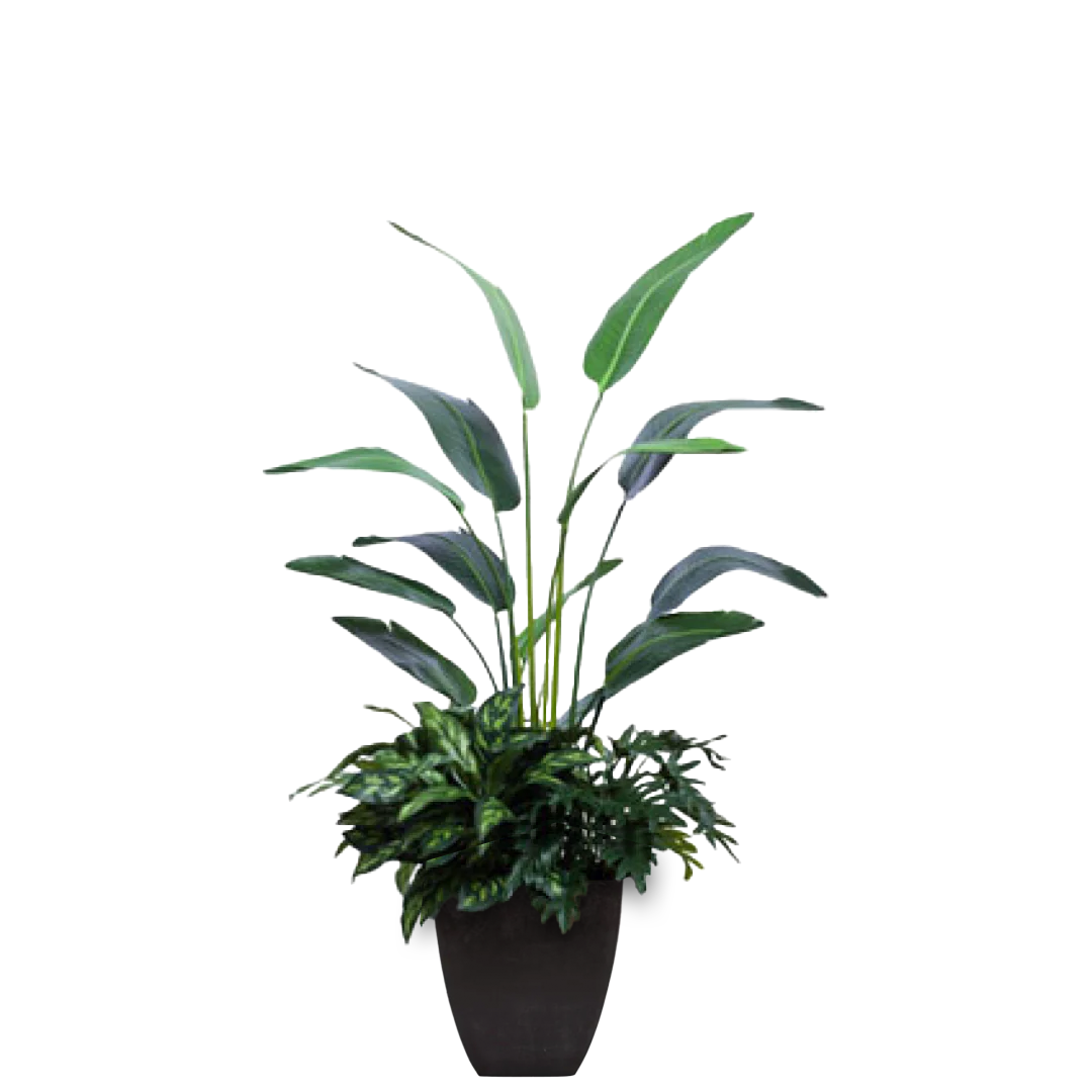 5.5" Palm Traveler w/ Blk Pot