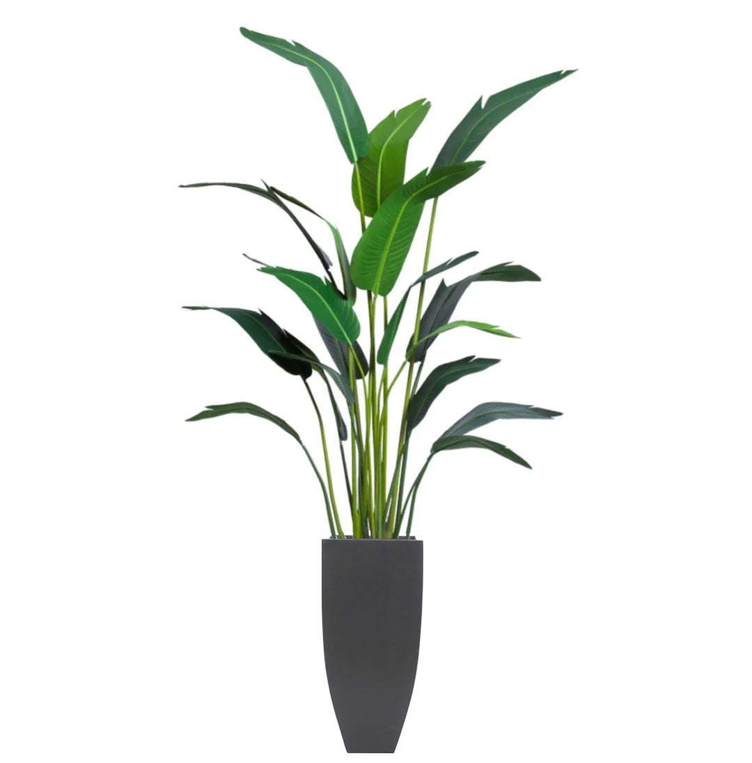 7' Palm Traveler w/ Black Pot