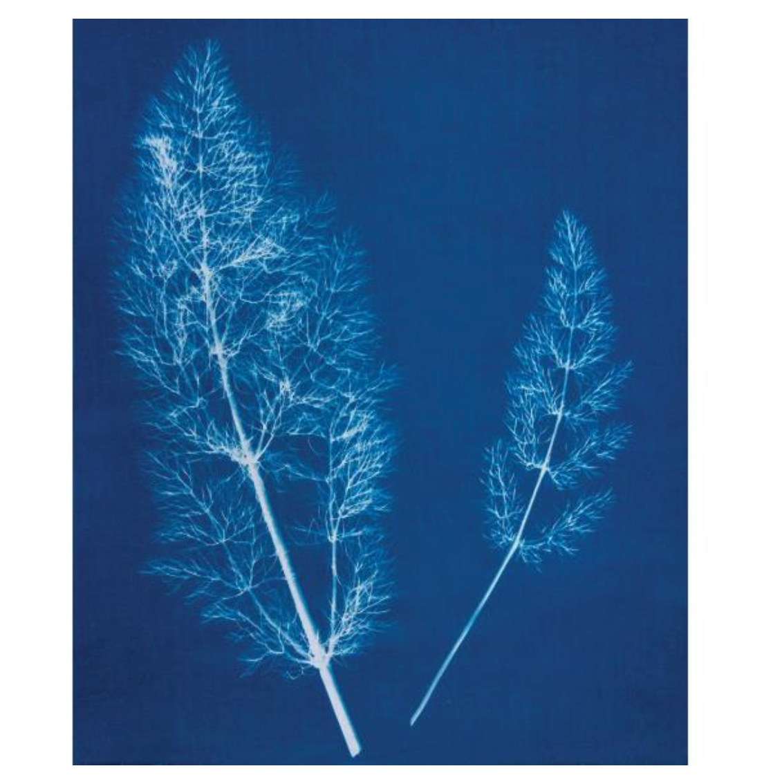 Jacquard Cyanotype - 2 Component Set