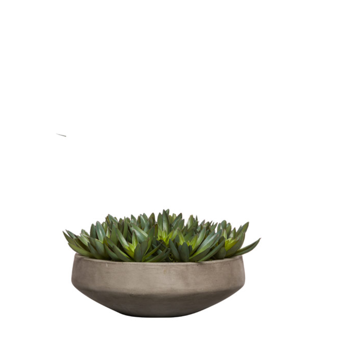 Succulent, 7"/Grey