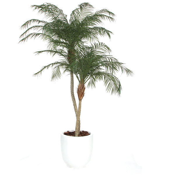 8' Phoenix Palm