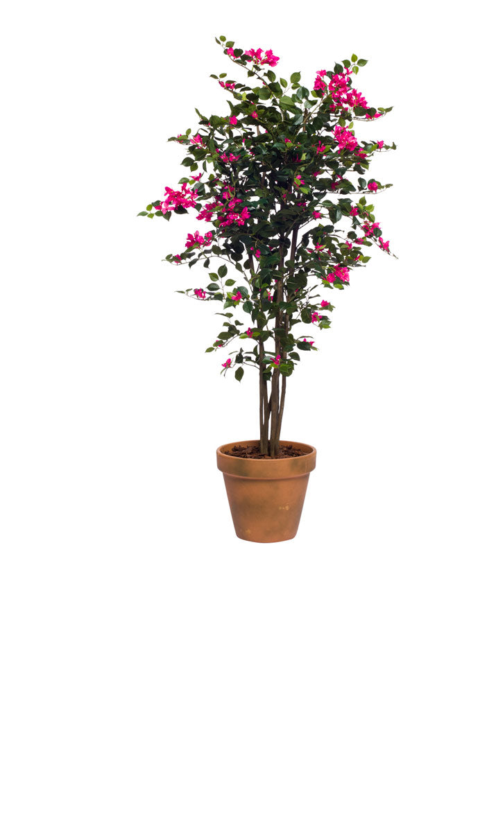 Pink Bouganvillea, Terra Cotta