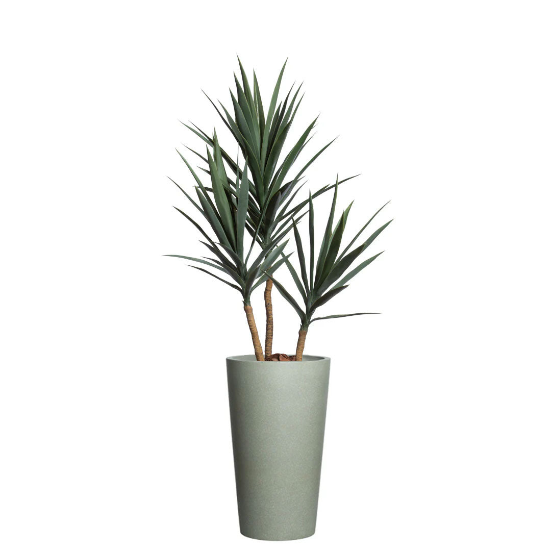 Yucca, 65"/Greystone Pot