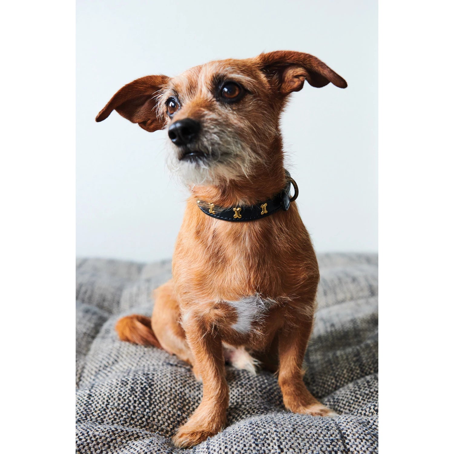 19"x1" Dog Collar w/Brass Bone