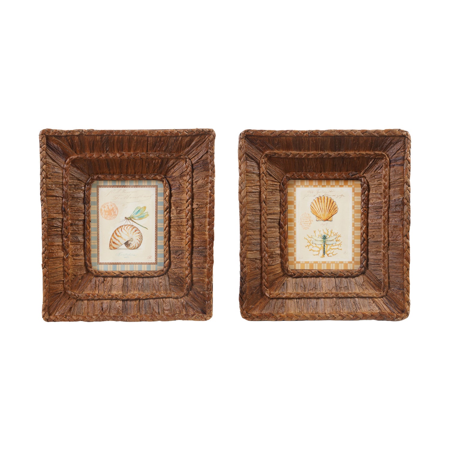 Hyacinth Framed Shell Print