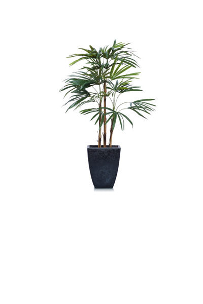 4' Skinny Palm, Blk Pot