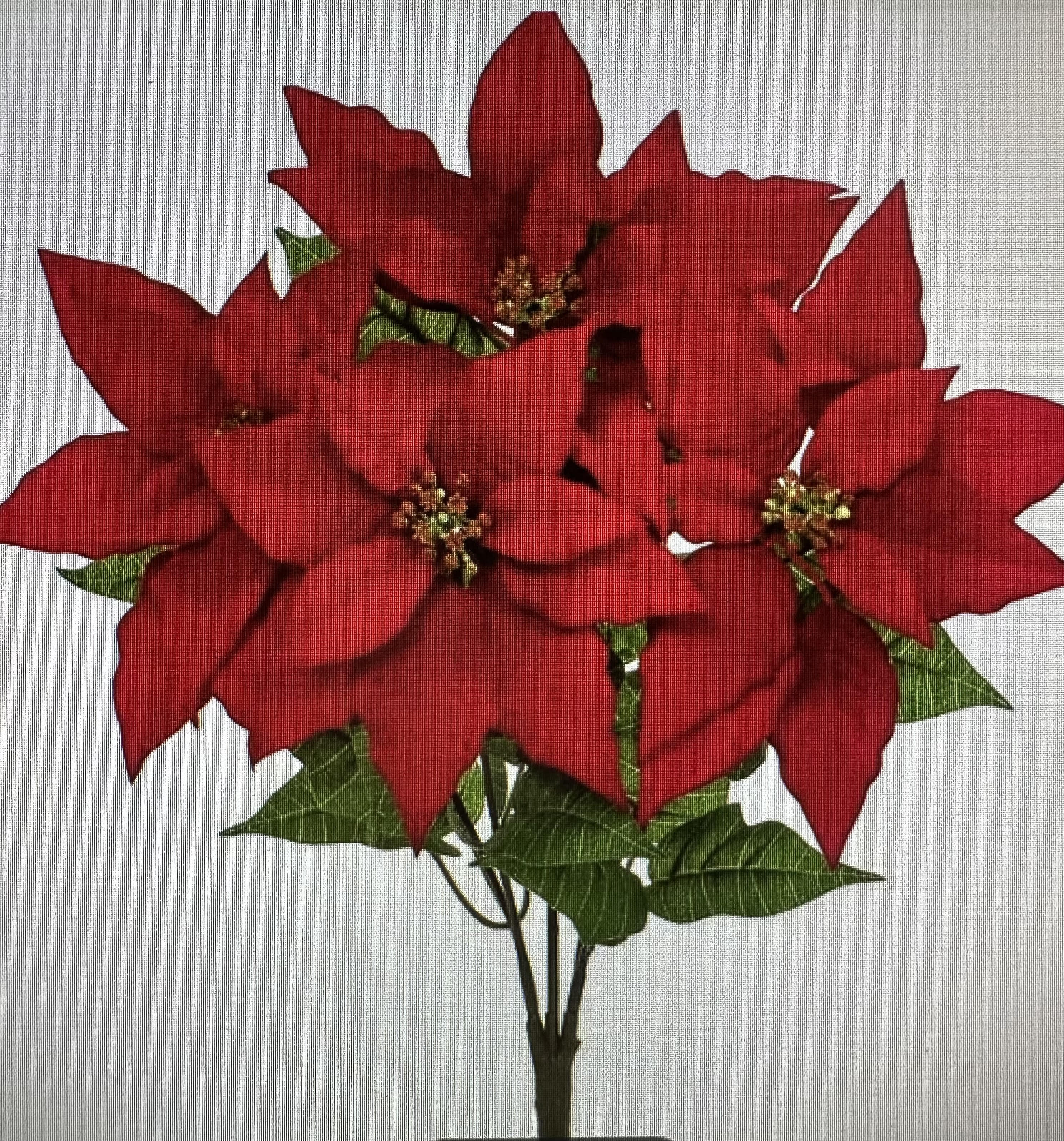 20" Star Poinsettia Bush - Red