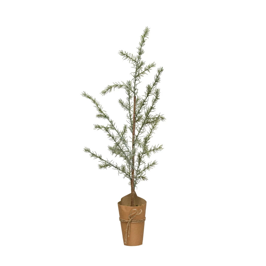 33.5" Atlas Tree In Paper Pot