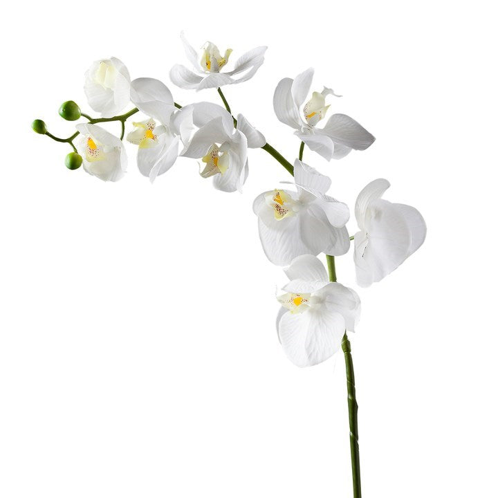 30" Single Stem Orchid - White