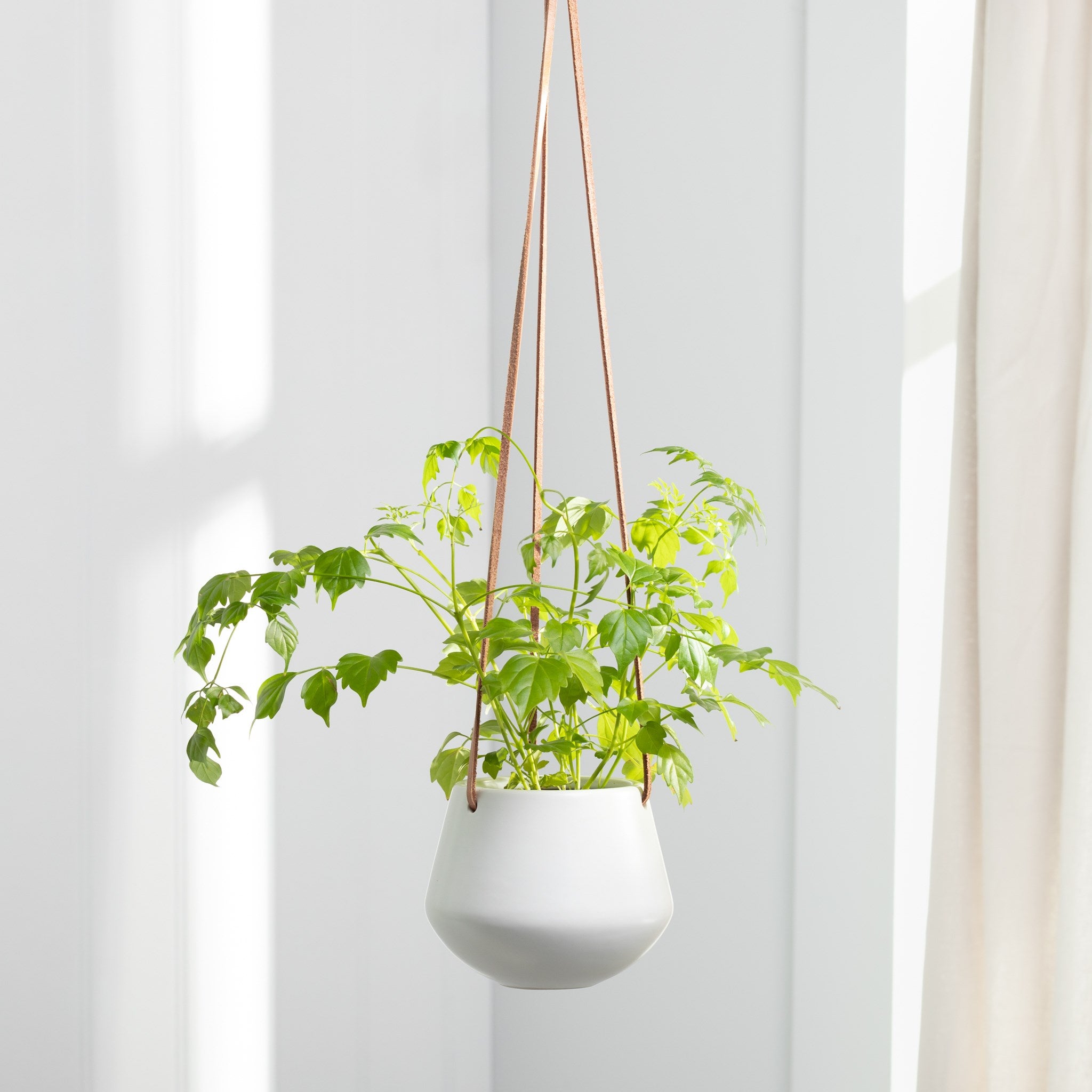Small Ashbury Hanging Planter - White