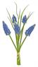 10" Grape Hyacinth Bundle - Bl