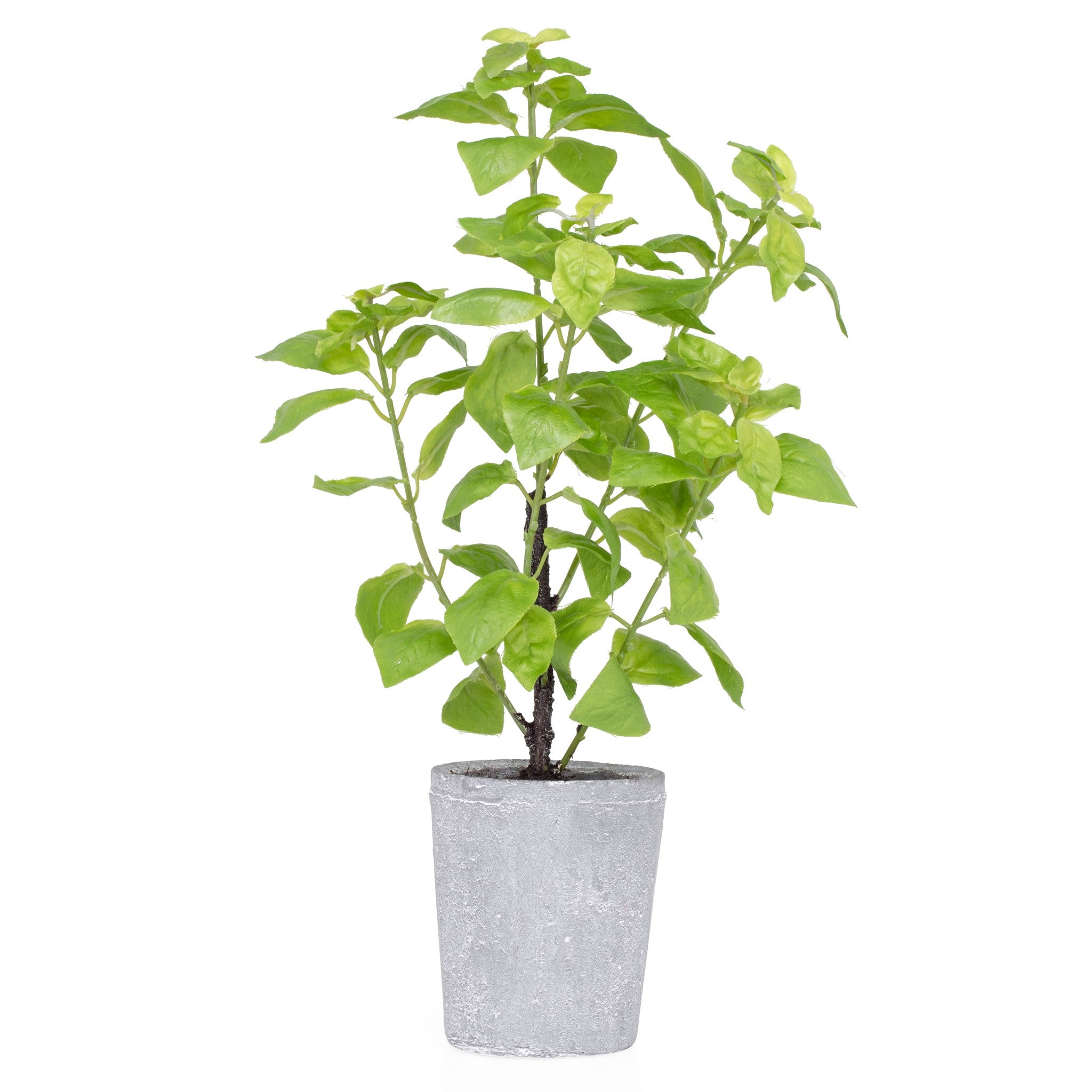 16" Rustic Basil Plant