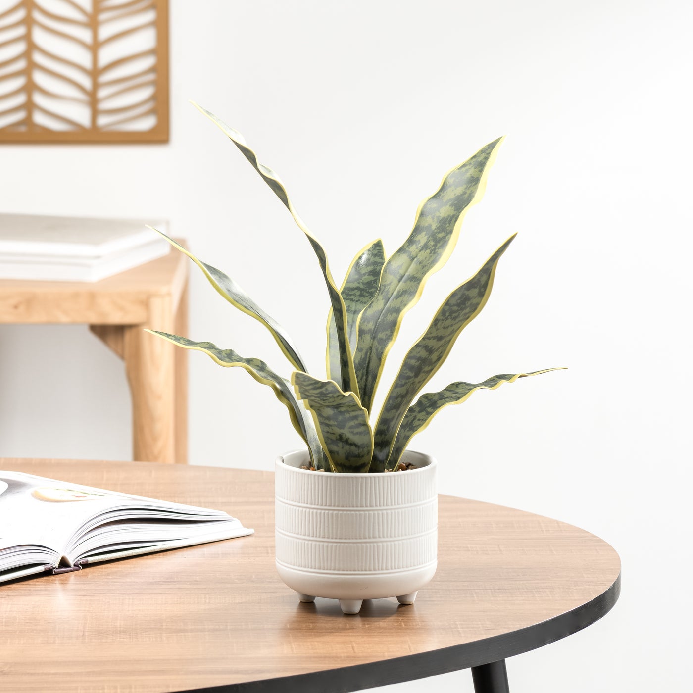 Riviera Potted Snake Plant