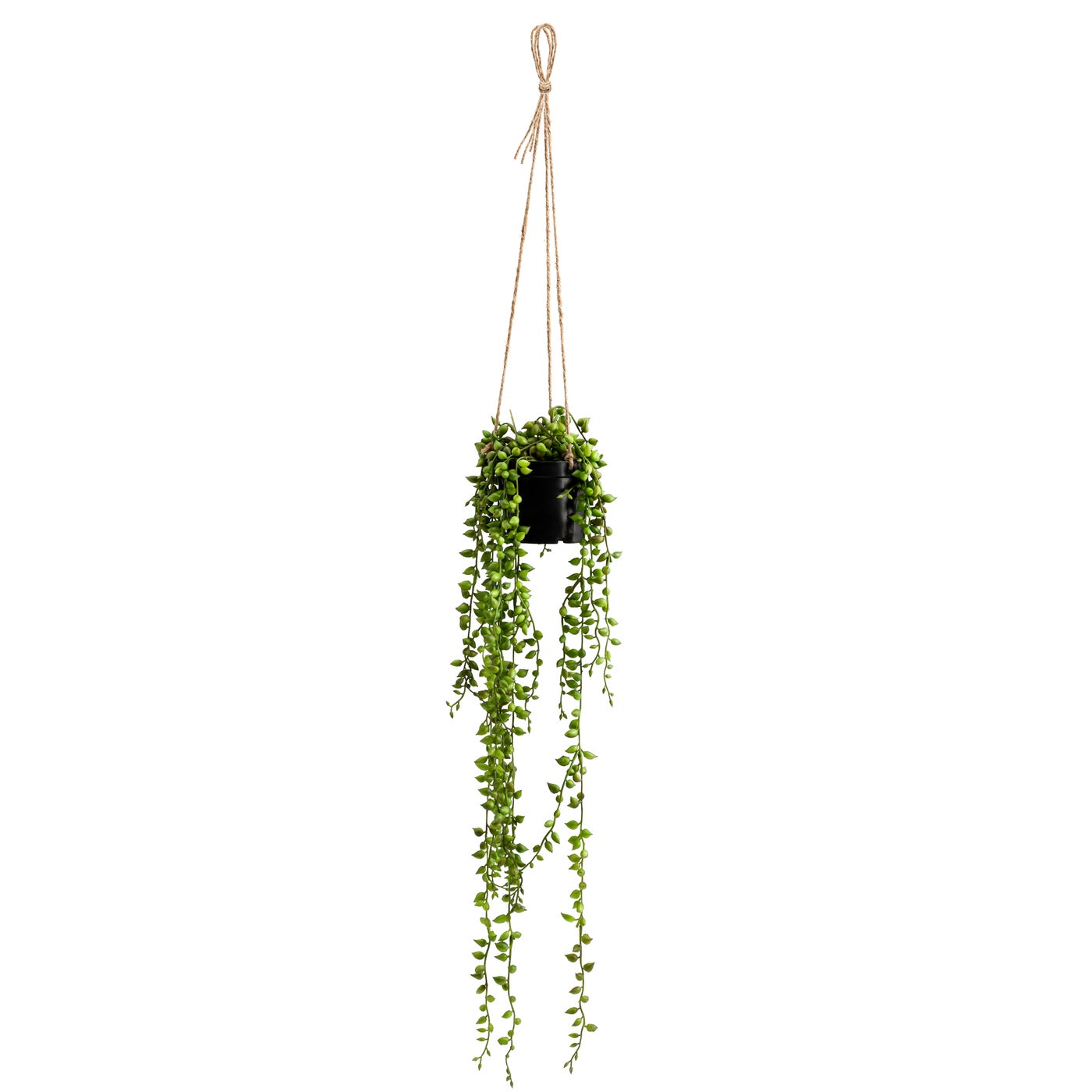 String Of Pearls Succulent