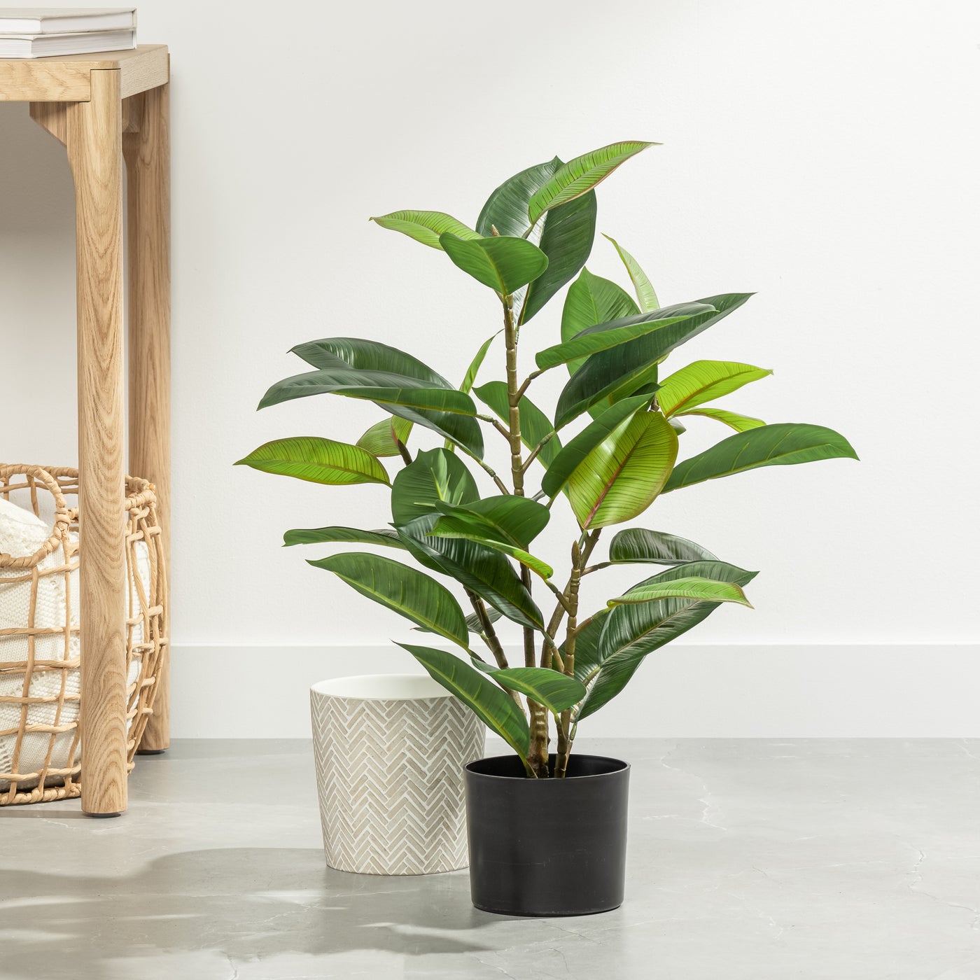 Rubber Tree Potted Plant
